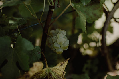 2024 L.A.S Vino 'Wildberry Springs' Chardonnay 750ml